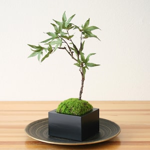 May include: A small artificial maple tree with green leaves and a thin brown trunk, planted in a square black container filled with bright green moss. The container sits centred on a dark, circular plate with a subtle, swirling texture.
