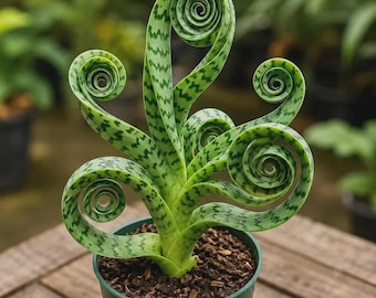 Spirale Schlange Pflanze Lebendige Sukkulente | Seltene Sansevieria Cylindrica Curly Zimmerpflanze im Topf Dekor