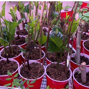 May include: A selection of young plants in red plastic cups, filled with soil. The plants have green leaves and brown stems, with some showing new growth. The cups are arranged closely together, suggesting a nursery or propagation setup.