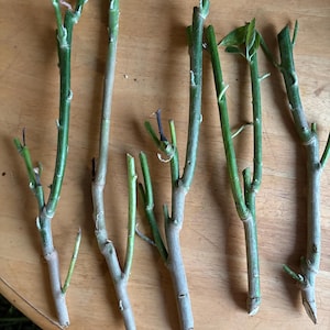 May include: Five green plant cuttings with woody stems arranged vertically. Each cutting features nodes, small lateral branches, and some light brown bark texture. One cutting displays a few small green leaves at the top, while others show signs of recent pruning at the base and tips.