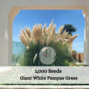 May include: A cluster of tall, feathery white pampas grass plumes rising from green foliage. A circular logo reads Princess Botanica. Text at the bottom states 1,000 Seeds Giant White Pampas Grass against a white background.