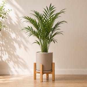 May include: A lush green parlor palm plant with long, feathery fronds potted in a smooth, cylindrical light gray ceramic planter. The planter rests securely within a light-toned wooden stand featuring four vertical legs and a cross-base design.