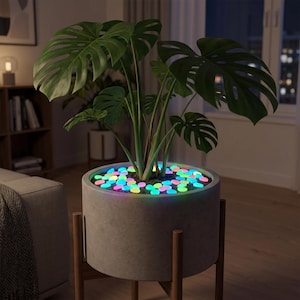 May include: A large green Monstera plant sits in a cylindrical gray concrete planter supported by a wooden stand. The soil surface is covered with small, smooth, glowing pebbles in vibrant shades of blue, pink, green, and yellow light.
