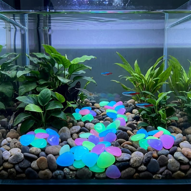 May include: A glass aquarium filled with water, green aquatic plants, and natural river stones. A path of glowing blue, pink, and green pebbles runs through the center. Three small neon tetra fish and a translucent shrimp swim in the water.
