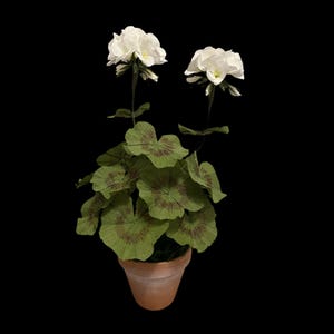 May include: A potted plant featuring two white flowers with delicate petals and multiple green leaves. Each leaf displays a distinct circular pattern with reddish-brown markings at the center. The plant is housed in a simple terracotta-colored pot.