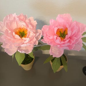 Peony Paper Flower plant in a pot