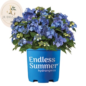 May include: A vibrant blue hydrangea plant with clusters of deep blue and light blue flowers and green leaves, potted in a bright blue plastic container with the white text Endless Summer hydrangeas and a Jude Garden logo in the corner.