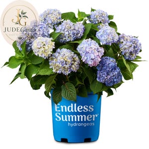May include: A potted hydrangea plant with clusters of blue and light purple flowers and green leaves. The blue plastic pot features the white text Endless Summer hydrangeas. A circular logo in the top left corner displays the text JUDE Garden.