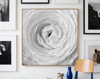Ranonkel nr. I – zwart-witte bloemenfotografieprint | Botanische kunst aan de muur