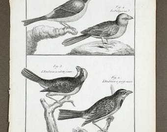 Antiker französischer Vogeldruck von 1790, Ammerfink-Stich | Originales naturkundliches ornithologisches Wandbild
