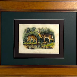 Litografía original de 1854 de Audubon sobre un ciervo común de Virginia, coloreada a mano.