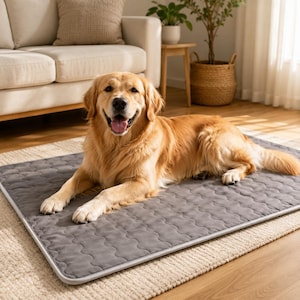 Op de afbeelding: Een golden retriever ligt op een grijs dierenbed met een witte rand. De hond glimlacht met zijn tong uit. Het bed ligt op een beige tapijt in een woonkamer. Een beige bank en een bijzettafel met een plant staan op de achtergrond.