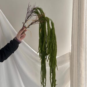 Könnte beinhalten: Ein dekorativer künstlicher Pflanzenstiel mit langem, herabhängendem, leuchtend grünem, texturiertem, nadelartigem Laub, das an einer braunen, holzigen, verzweigten Basis befestigt ist. Die Pflanze hat mehrere Ranken, die nach unten hängen.