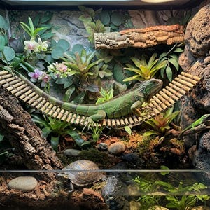 Bamboo Reptile Bridge, Bearded Dragon Hammock, Ball Python Climbing Bridge, Terrarium Decor