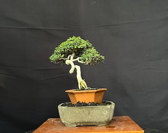 Bonsai Trees Premna Microphylla Mame Size Actual Picture 012 Meliuk Style