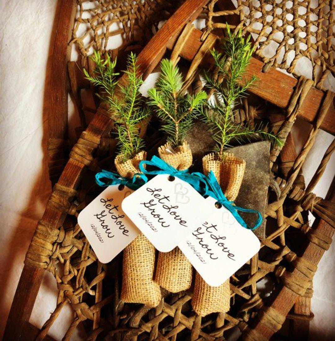 Tree Favors Tree Seedling Event Favors Wrapped in Burlap With Personalized Tag - Etsy