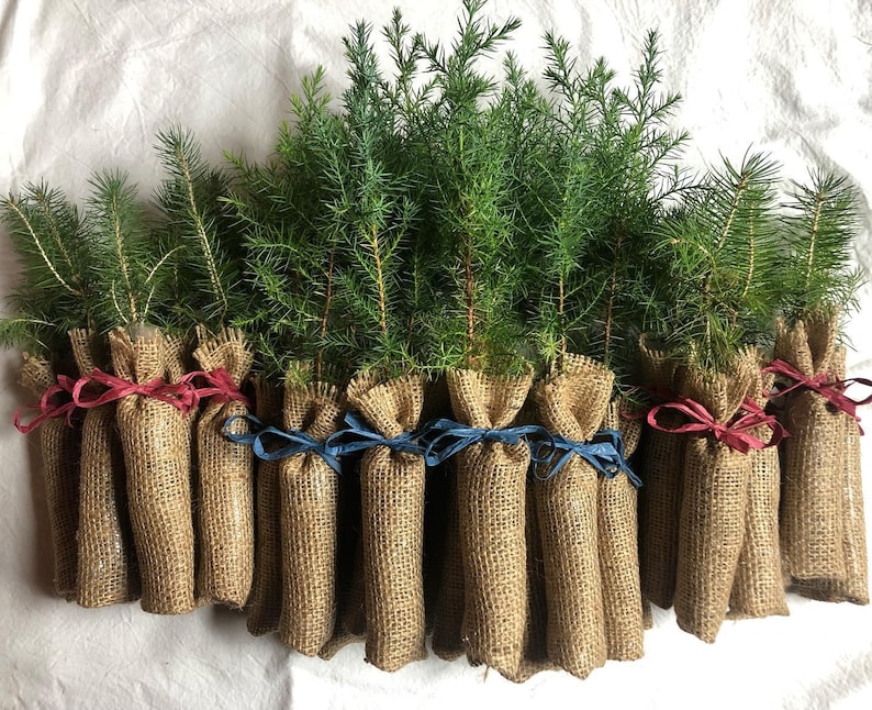 Tree Favors Tree Seedling Event Favors Wrapped in Burlap - Etsy