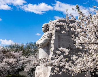MLK Jr. Memorial During Peak Cherry Blossom Bloom in DC