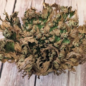 Rose of Jericho, Moss, Living plant, gift for her, gift for him, resurrection plant, meditation aid, housewarming present, christmas, image 3