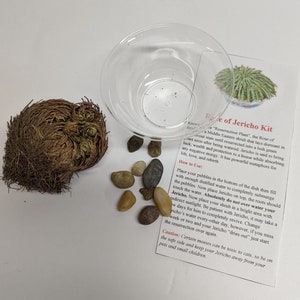 ROSE OF JERICHO Resurrection Plant Kit - Living Moss Plant With Glass Bowl Set, Desk or Office Decor, Housewarming Gift, Meditation Plant