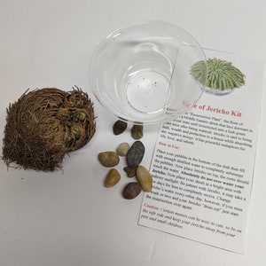 Rose of Jericho, Moss, Living plant, gift for her, gift for him, resurrection plant, meditation aid, housewarming present, christmas, image 1