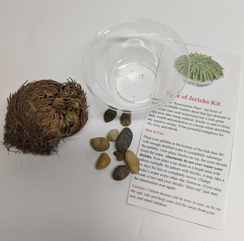 Rose of Jericho, Moss, Living plant, gift for her, gift for him, resurrection plant, meditation aid, housewarming present, christmas, image 1