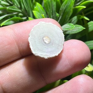 Può includere: Una piccola fetta circolare di corno di cervo color bianco sporco con un bordo esterno ruvido e strutturato e una superficie interna liscia e pallida caratterizzata da un distinto punto centrale più scuro color marrone chiaro, che mostra la sezione.