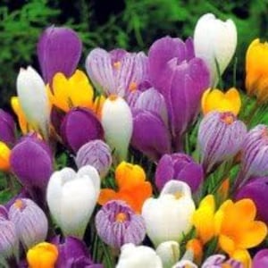 Peut inclure: Un groupe vibrant de fleurs de crocus dans des tons de violet profond, lavande clair, jaune vif et blanc éclatant. Les pétales sont fermés ou partiellement ouverts, révélant leur texture lisse et leurs formes délicates en coupe.