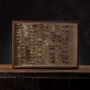 May include: A rectangular wooden display case containing a collection of preserved moths arranged in vertical columns. Each moth is pinned to a light beige backing and accompanied by a small white paper label with handwritten text in black ink.