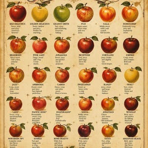 Apple Botanical Poster Collection: Varieties, Origins & Rare Apples, 5 PNG Downloads
