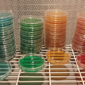 Sterile Agar Petri Dishes LME (5 Pack) | 90mm Pre-Poured Plates | Various Colors | Light Malt Extract | Mycology Petrischale