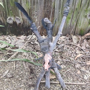 Può includere: Una scultura decorativa costruita con diversi bastoni di legno marrone scuro legati insieme con un cordino grigio scuro. La struttura presenta due lunghe piume nere attaccate ai rami superiori e un piccolo teschio animale chiaro al centro.