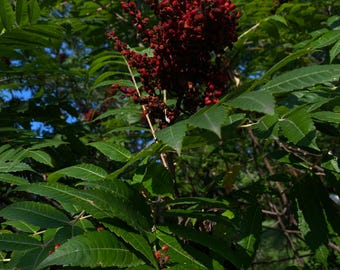 Staghorn Sumac, whole dried  | Fruit clusters | August 2026 Harvest | Bulk Herb (10)
