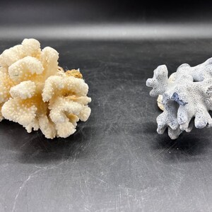 May include: Two pieces of coral, one white and one blue, on a black background.