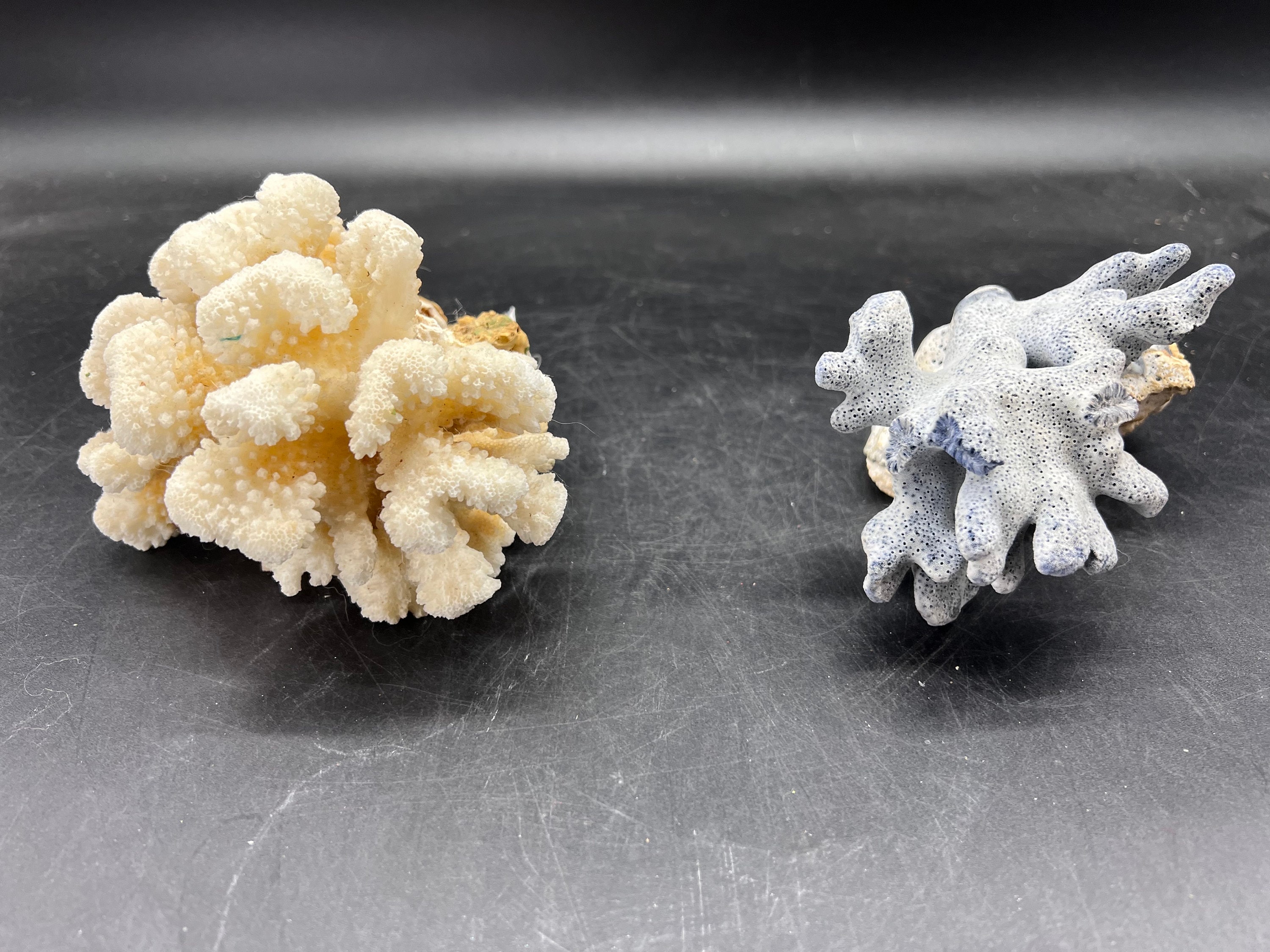 Coral Specimen — Nature's Workshop Plus