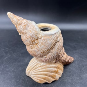 May include: A ceramic seashell planter in shades of brown and white. The planter is shaped like a conch shell with a large opening at the top.