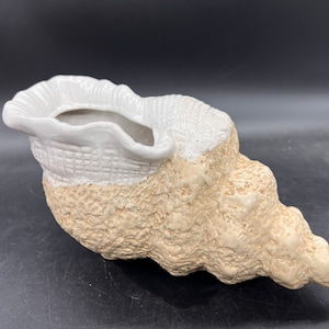 May include: A white ceramic seashell planter with a textured, sandy brown exterior. The planter has a wide opening and a smooth, white interior.