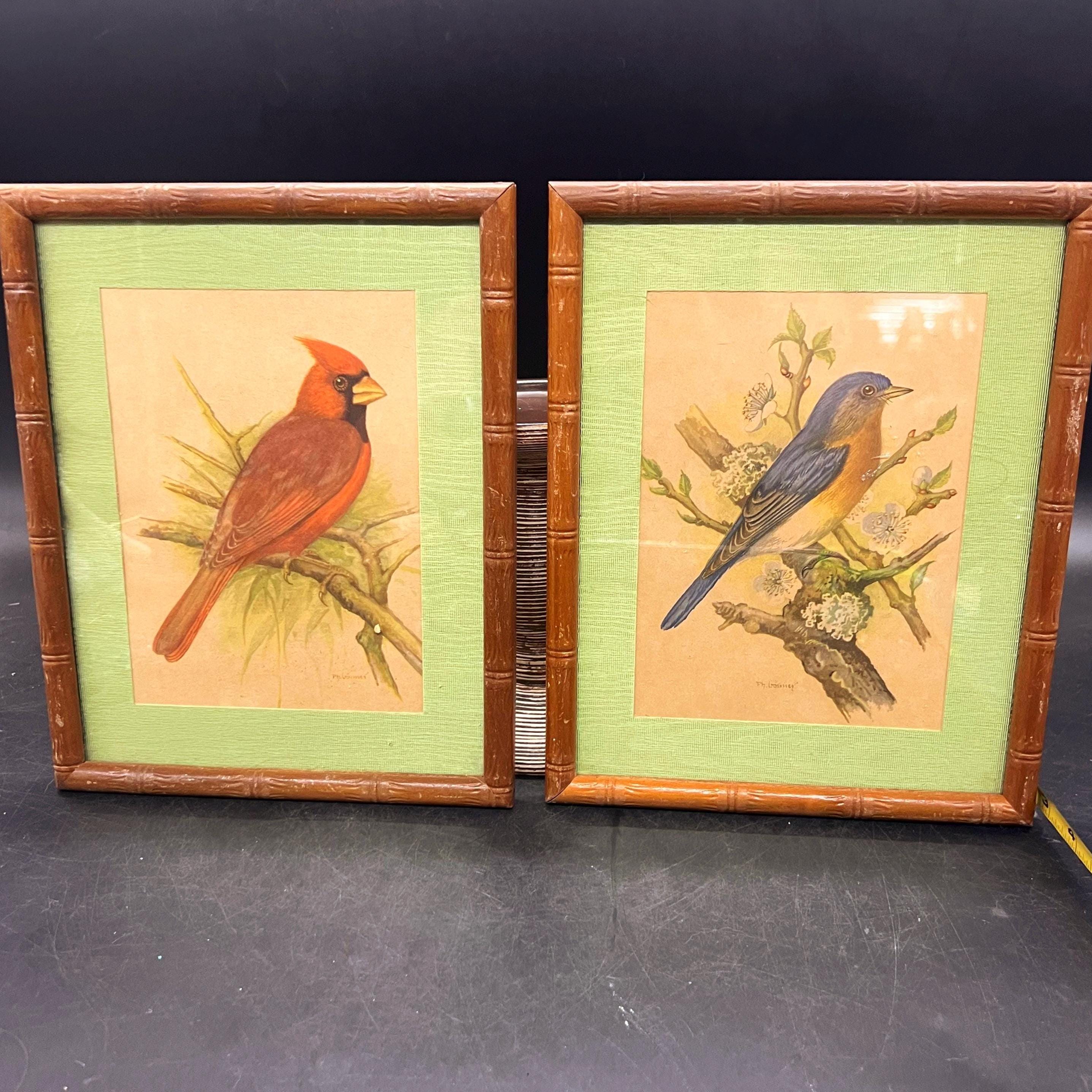 Vintage Bird Prints, Cardinal & Bluebird, Bamboo Style Frame - Etsy