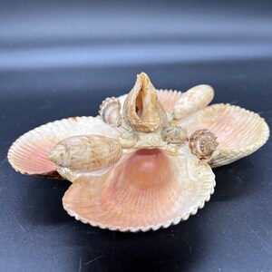 Mid Century Natural Shell Nut Candy Dish Server Dresser Piece Jewelry Storage 4 Section Display Boho Beachy image 5
