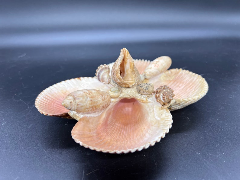 Mid Century Natural Shell Nut Candy Dish Server Dresser Piece Jewelry Storage 4 Section Display Boho Beachy image 5