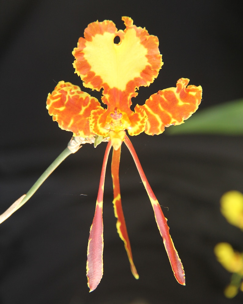 Butterfly Orchid Oncidium Papilio High Resolution Etsy