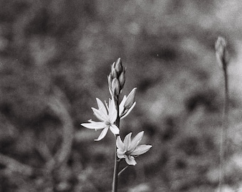 BW Nature Photo Prints | 35mm Film Photography (Digital Download)