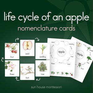 Könnte beinhalten: Pädagogische Nomenklaturkarten mit dem Titel life cycle of an apple von sun house montessori. Das Set enthält quadratische Karten mit Aquarellillustrationen von Frucht, Samen, Keimling, Baum, Knospe und Blüte sowie zwei Arbeitsblätter mit Kreisdiagrammen.