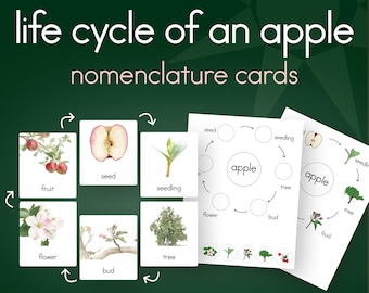 Tarjetas didácticas Montessori sobre el ciclo de vida de una manzana, tarjetas de nomenclatura de 3 partes, PDF imprimible para preescolar y jardín de infancia