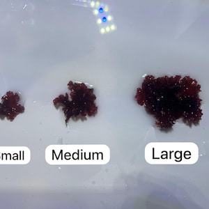 Macro Algae, Atomic Broccoli,  Augophyllum wysorii - MEDIUM SIZE