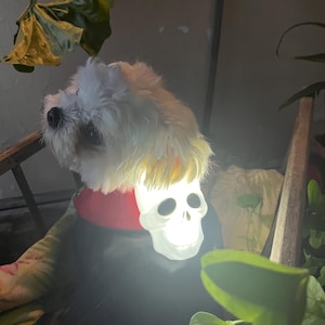 Dracula Halloween Cape for XS Dogs – Handmade with 3-Function Light