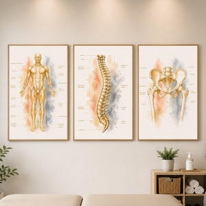 May include: A set of three vertical wall art prints featuring anatomical illustrations in gold tones against a light background. The left print shows a full human body, the center shows a human spine, and the right shows a human pelvis with labels.