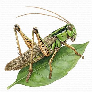 Puede incluir: Una detallada ilustración en acuarela de un saltamontes verde con patas bronceadas y manchas negras, posado sobre una hoja verde. El insecto presenta largas antenas, un cuerpo segmentado y alas texturizadas con venas visibles en tonos verdes.
