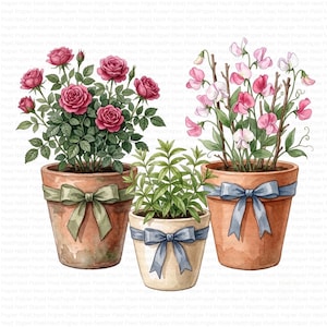 May include: Three terracotta-colored pots containing plants. The left pot holds dark pink roses with green leaves and a sage green ribbon. The center pot holds a green leafy plant with a blue ribbon. The right pot holds pink sweet peas with a blue ribbon.