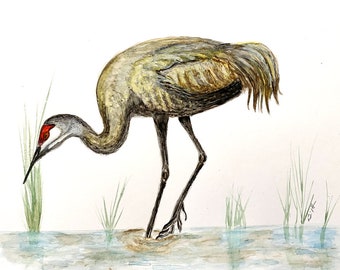 WATERCOLOR - SANDHILL CRANE